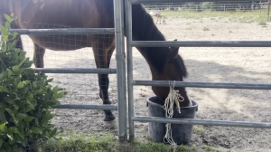 A horse standing behind a metal gate with its head lowered into a black bucket, possibly eating or drinking, in a sandy paddock area with greenery on the left and another animal visible in the background."